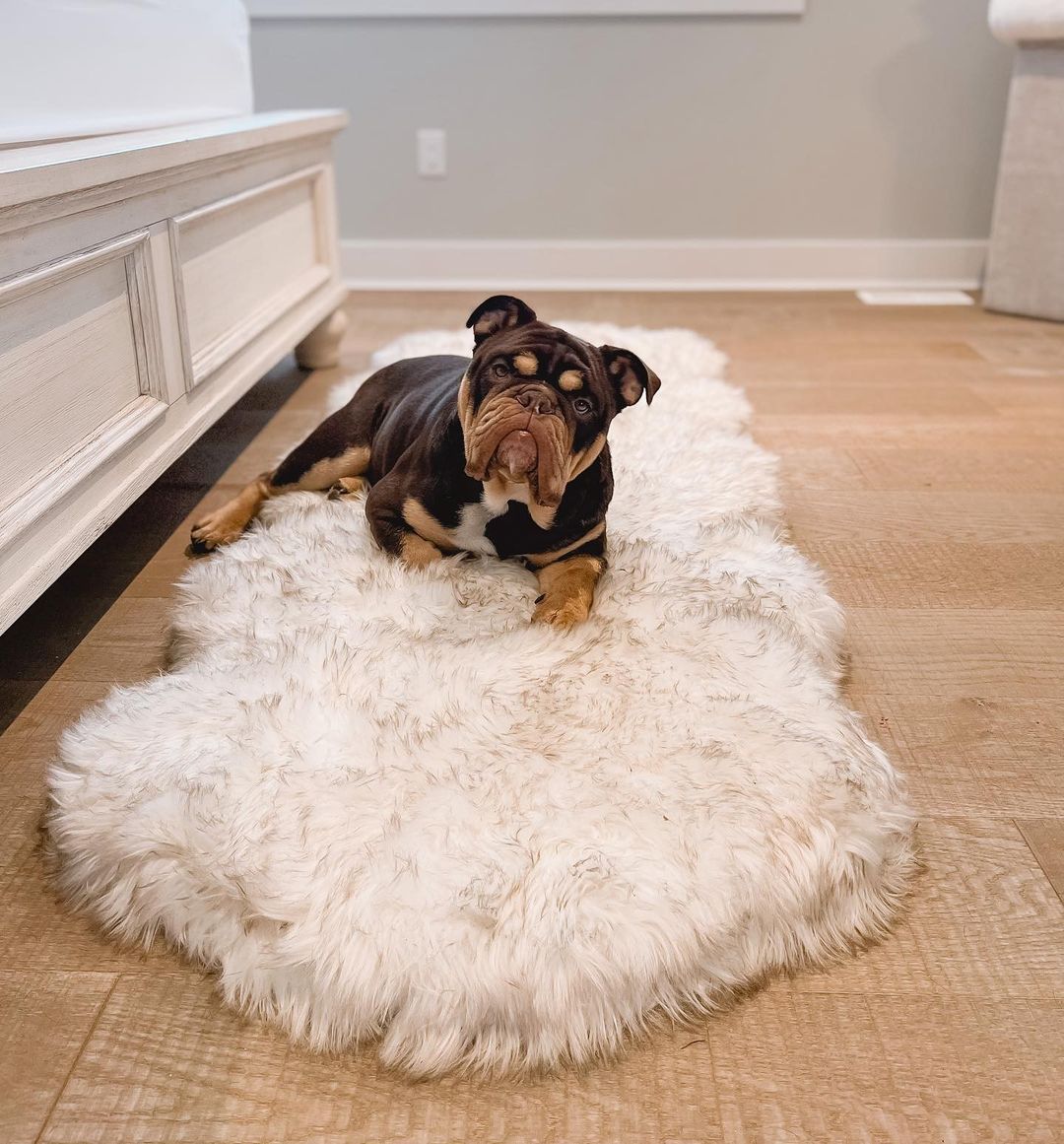 Pup Rug® Runner Faux Fur Memory Foam Dog Bed - Curve White with Brown Accents