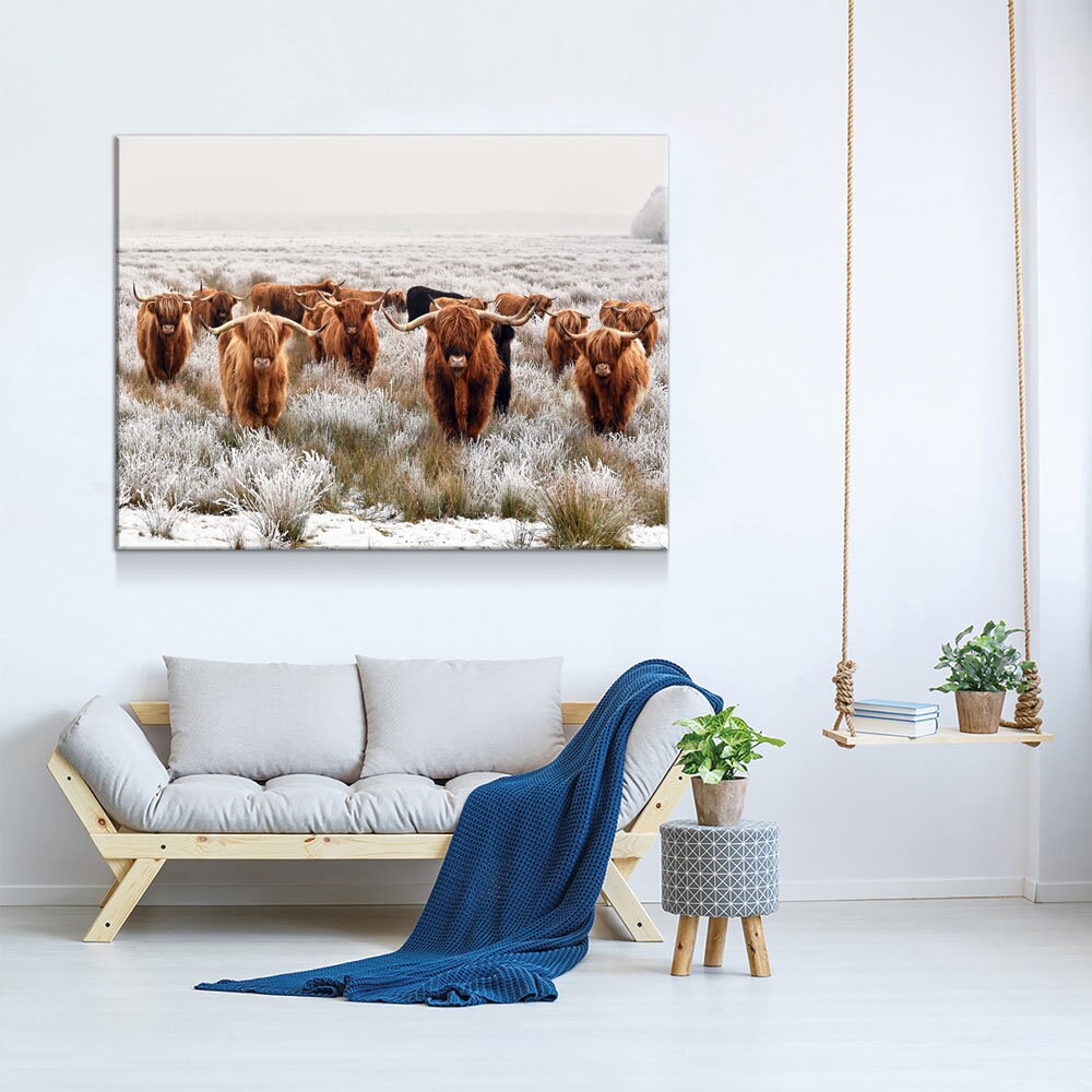 Highland Cows Canvas Wall Art