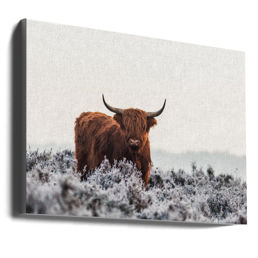 Highlander