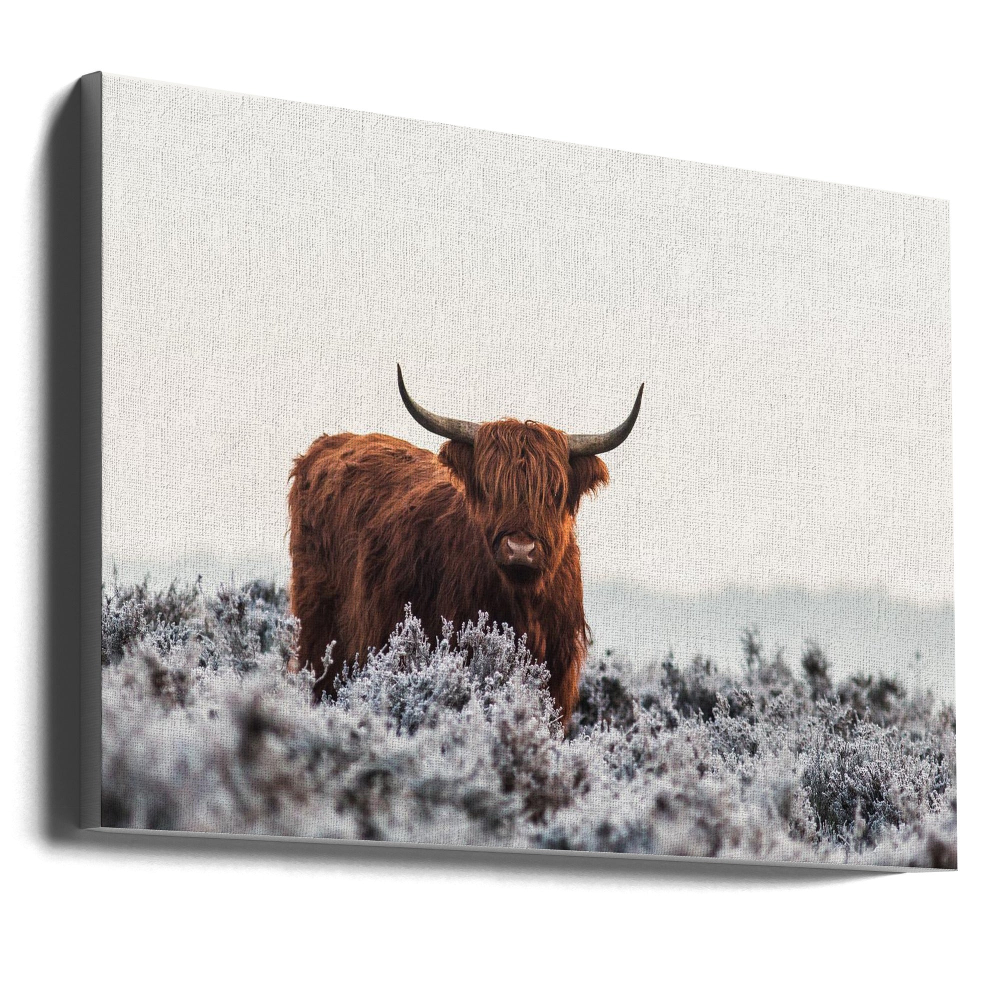 Highlander