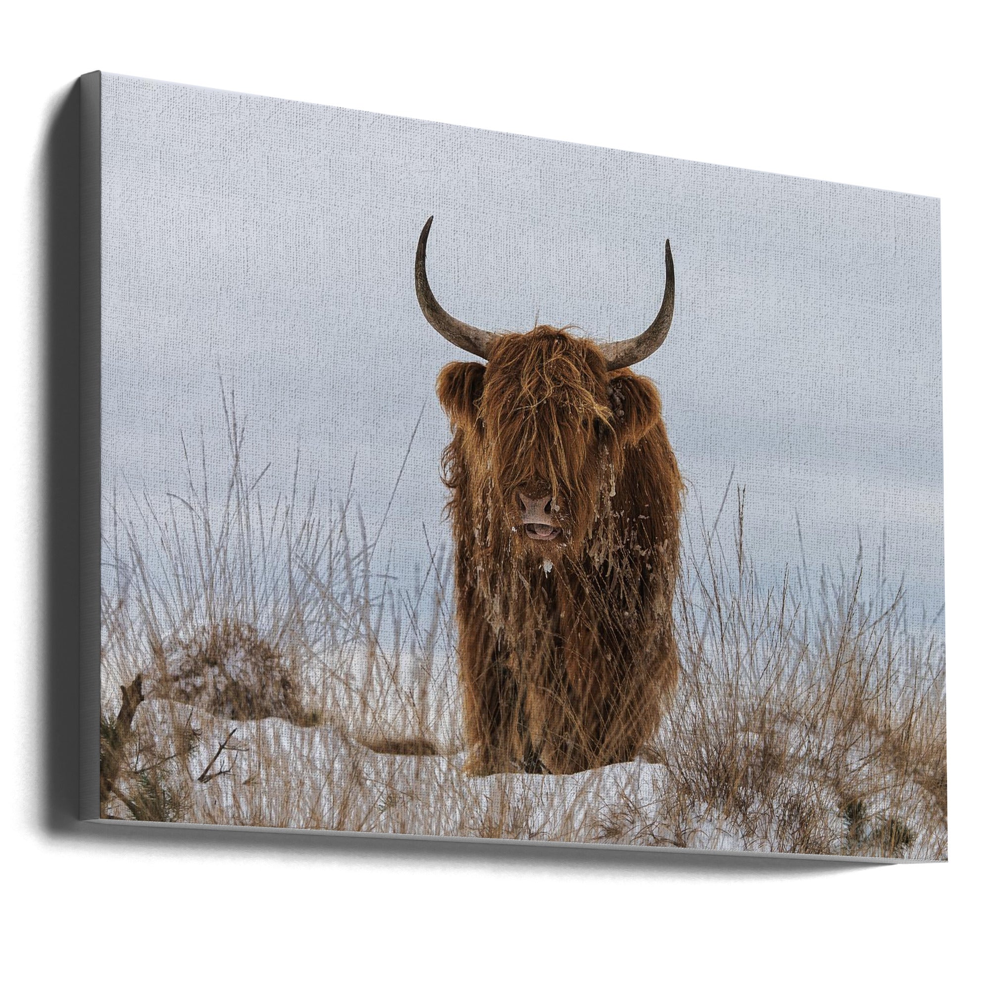 Highlander in Snow