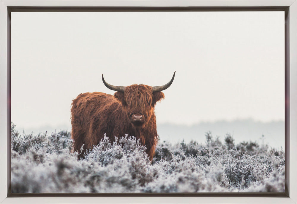 Highlander
