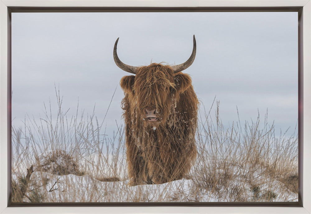 Highlander in Snow
