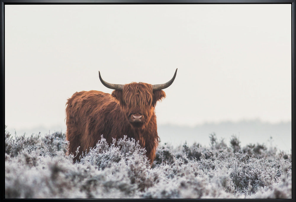 Highlander