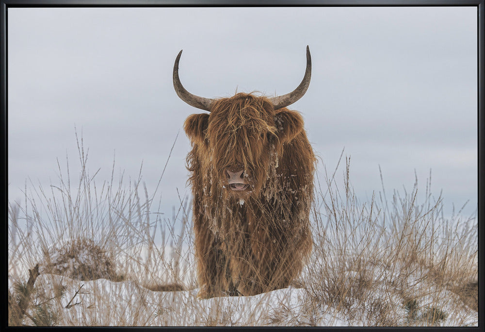 Highlander in Snow