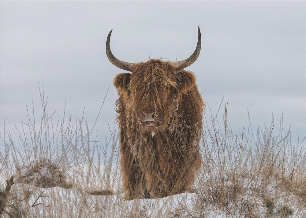 Highlander in Snow